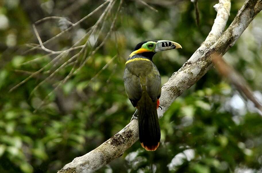 Image of Spot-billed Toucanet