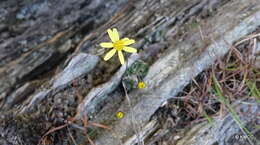 Image of Senecio mesembryanthemoides Boj. ex DC.