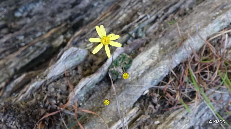 Image of Senecio mesembryanthemoides Boj. ex DC.