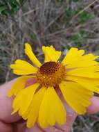 Image of Short-Leaf Sneezeweed