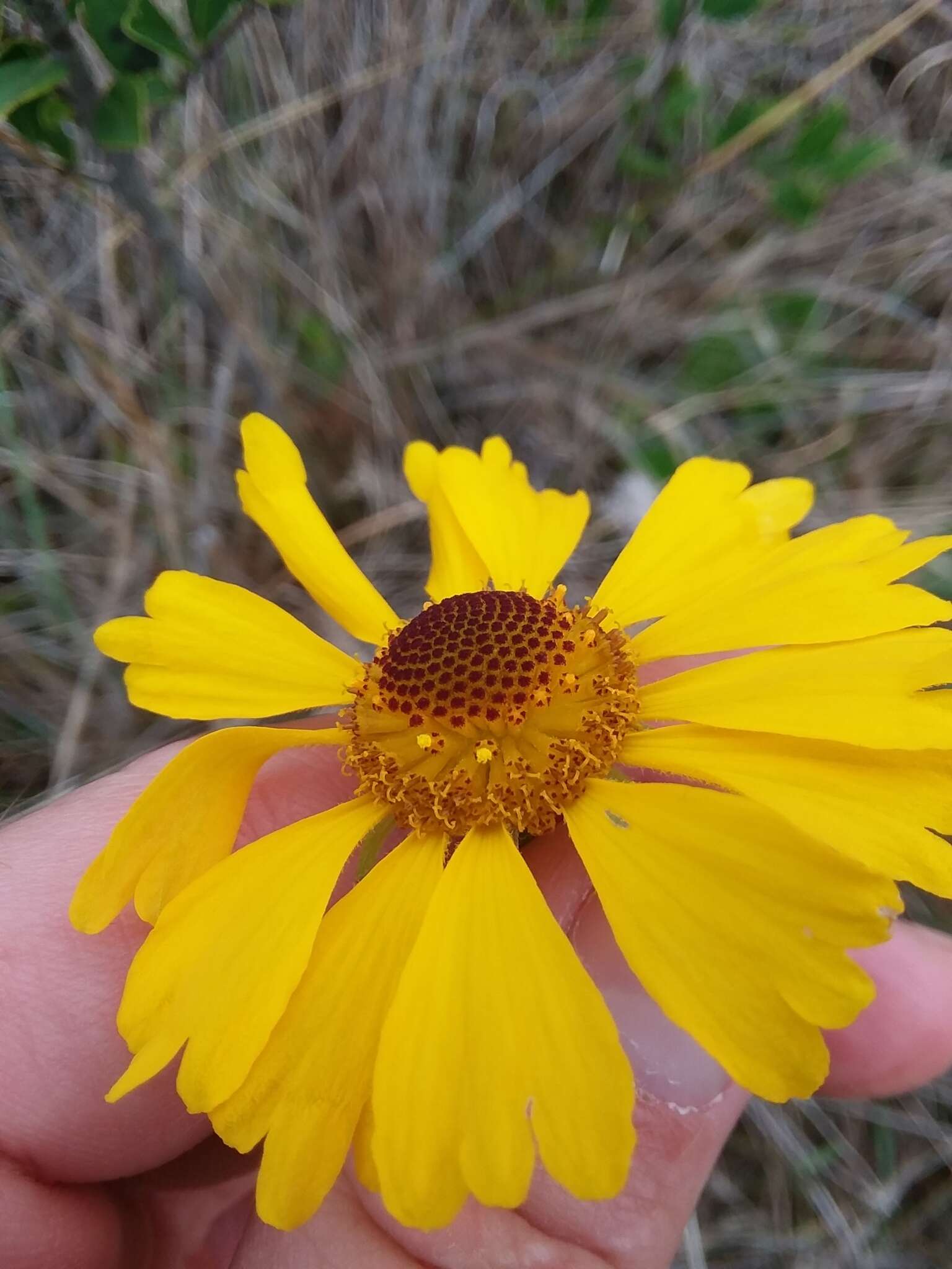 Image of Short-Leaf Sneezeweed