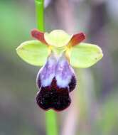 Image of Dark bee orchid