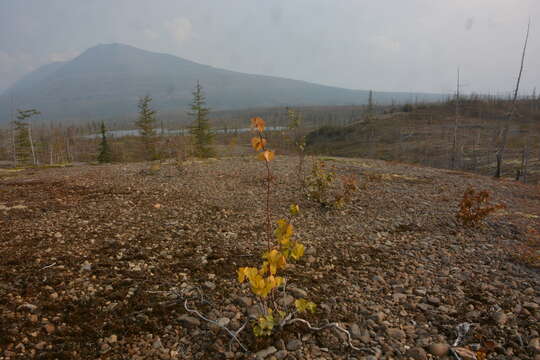 Image de Betula pubescens var. pumila (L.) Govaerts