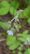 Plancia ëd Andersonglossum boreale (Fernald) J. I. Cohen