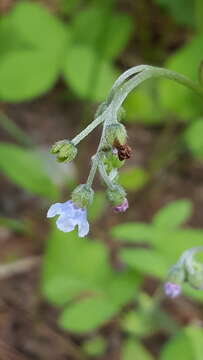 Plancia ëd Andersonglossum boreale (Fernald) J. I. Cohen