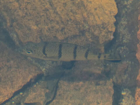 Image of Banded grunter