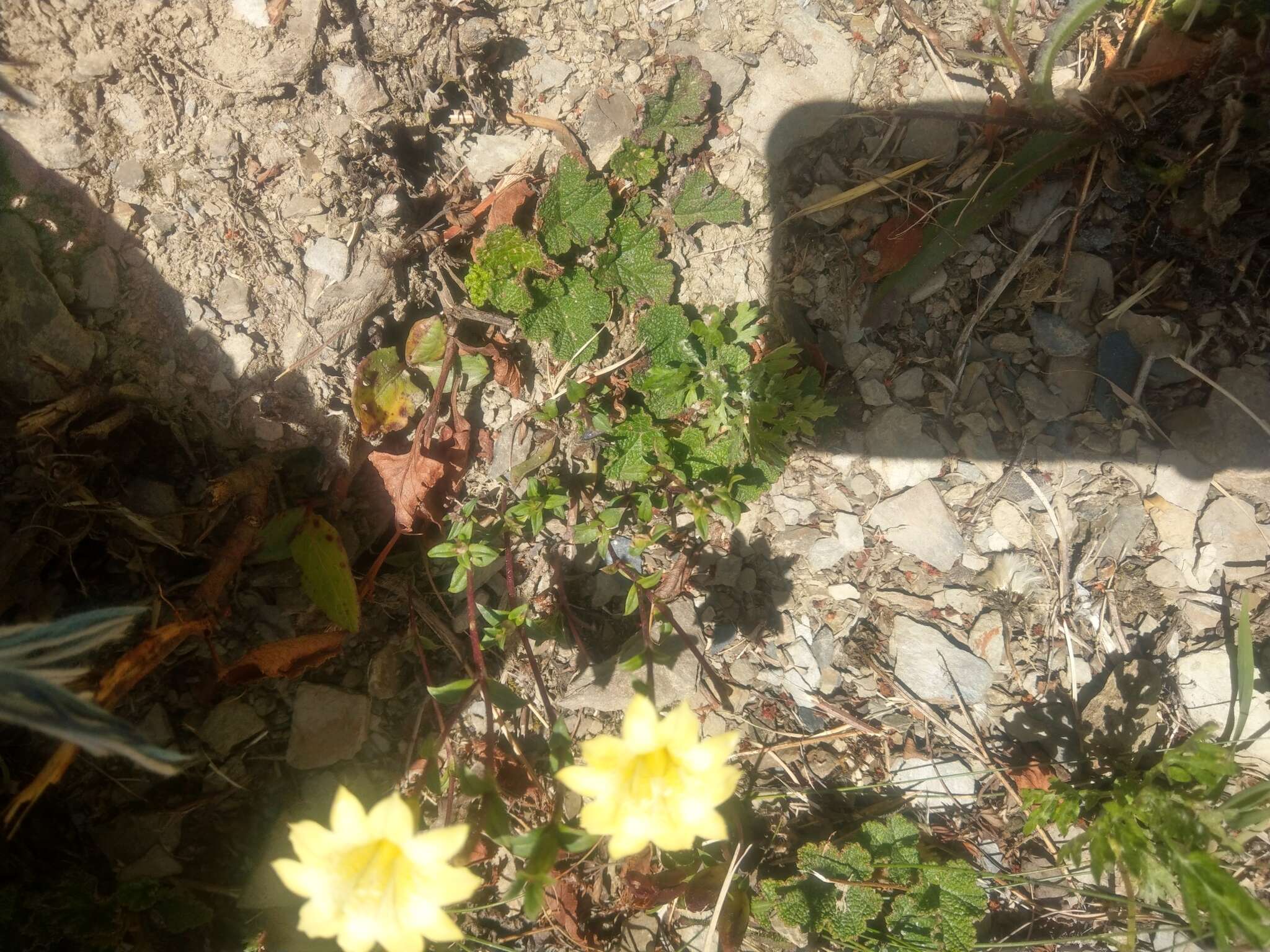 Image of Gentiana scabrida Hayata