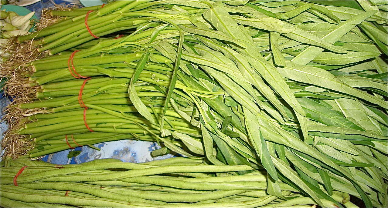 Image of kangkung