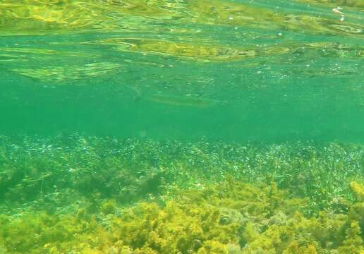 Image of Dusky sea garfish