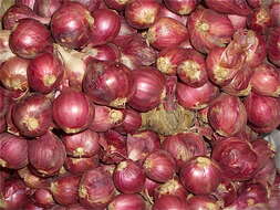 Image of wild onion