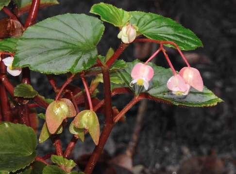 Image of clubed begonia