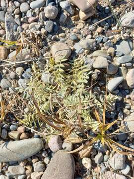 Image of Oxytropis exserta Jurtzev