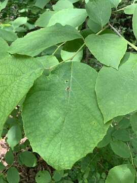 Plancia ëd Styrax grandifolium Ait.