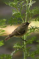 Слика од Phylloscopus humei (Brooks & WE 1878)