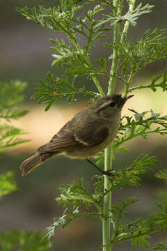 Imagem de Phylloscopus humei (Brooks & WE 1878)