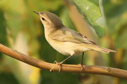 Image of Siberian Chiffchaff