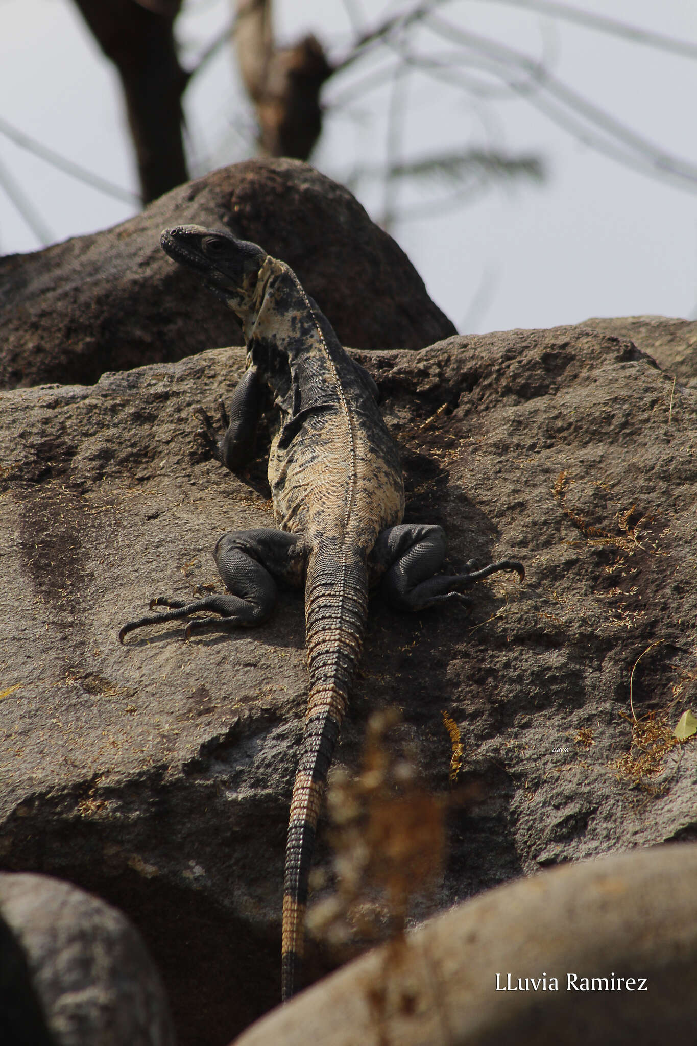 Image of Western Spiny-tailed Iguana