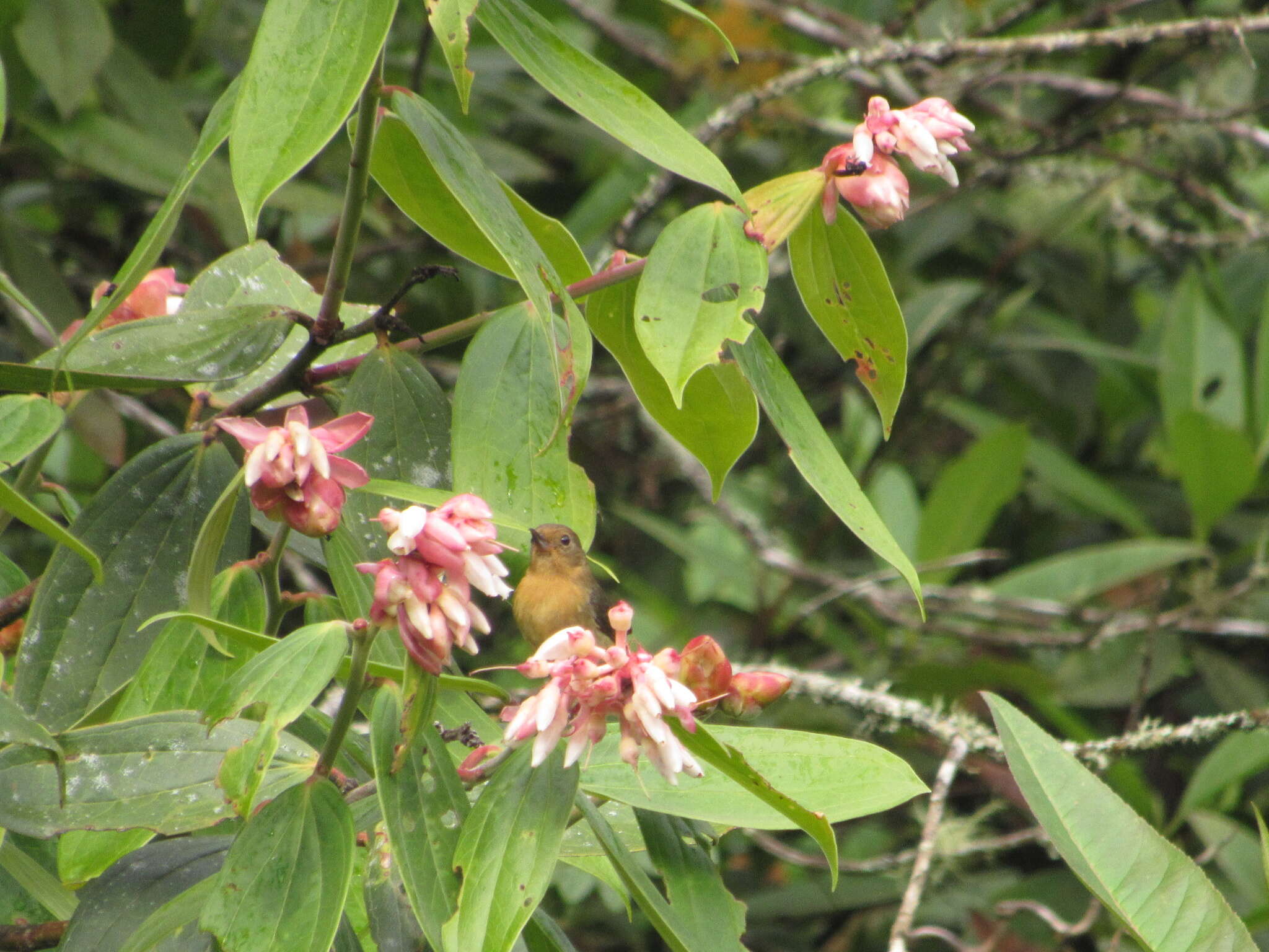 Image de Percefleur à flancs blancs