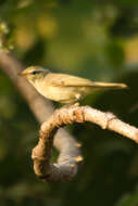 Image of Greenish Warbler