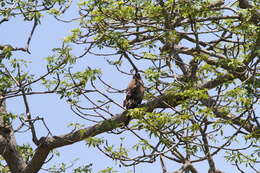 Image of Band-tailed Fish-eagle