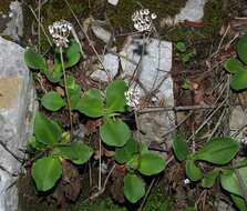 Primula palinuri Pet. resmi