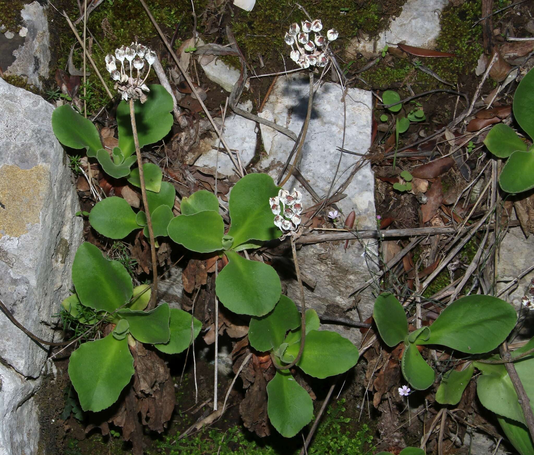 Image of Primula palinuri Pet.