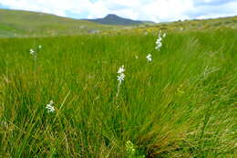 Imagem de Ornithogalum paludosum Baker