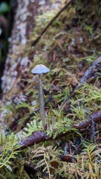 Image of Dripping bonnet