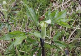 Image of Arisaema yamatense subsp. sugimotoi (Nakai) H. Ohashi & J. Murata