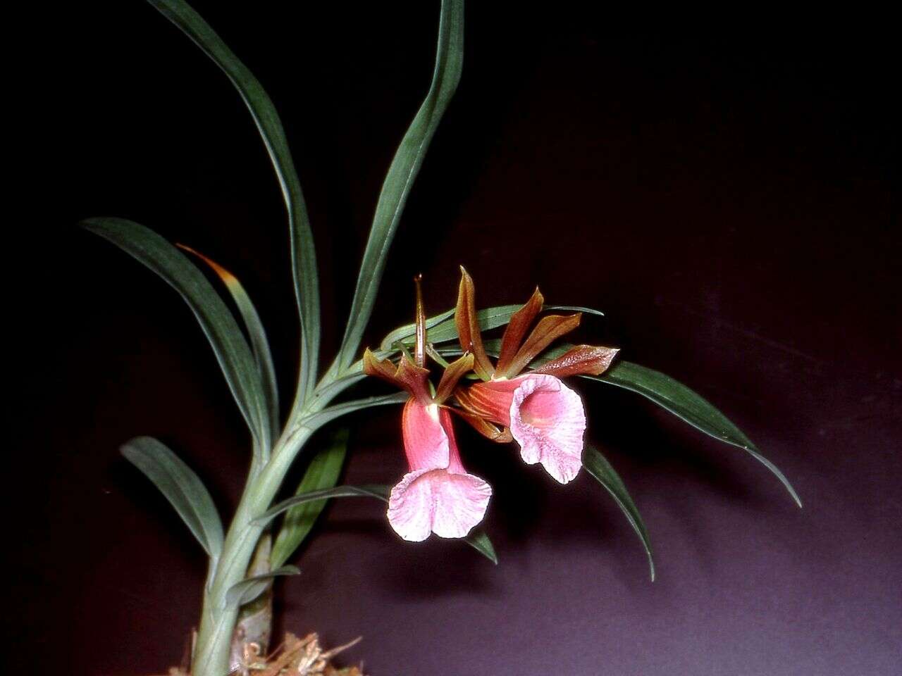 Image of Galeandra stangeana Rchb. fil.