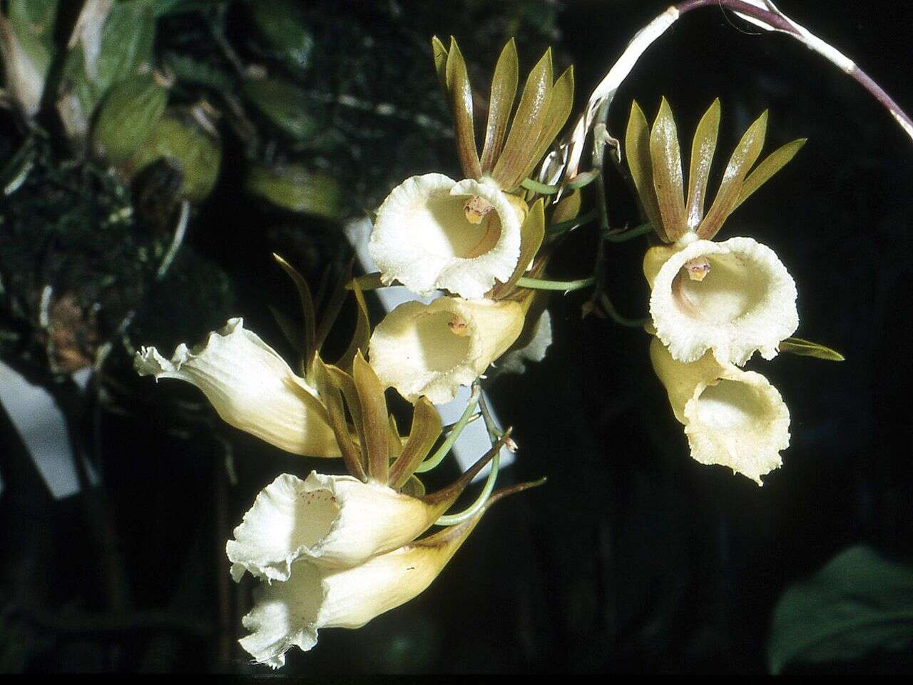 Image of Galeandra lacustris Barb. Rodr.