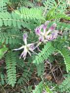 Sivun Astragalus crassicarpus Nutt. kuva