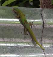 Image of gold dust day gecko