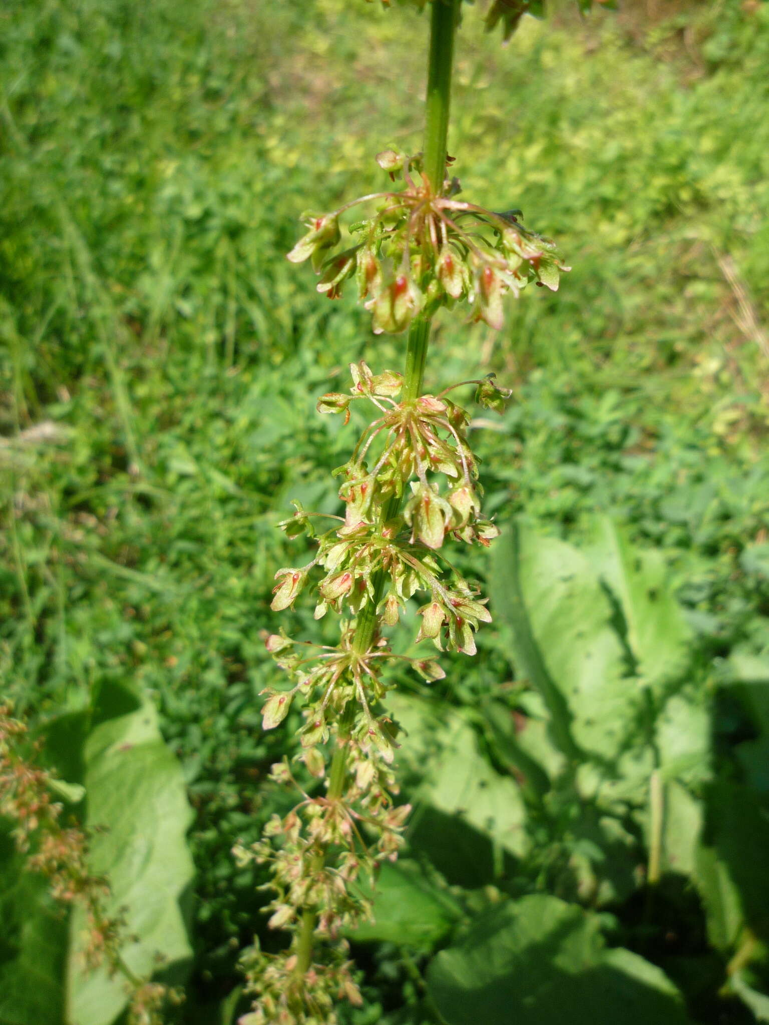 Image of Rumex obtusifolius subsp. obtusifolius