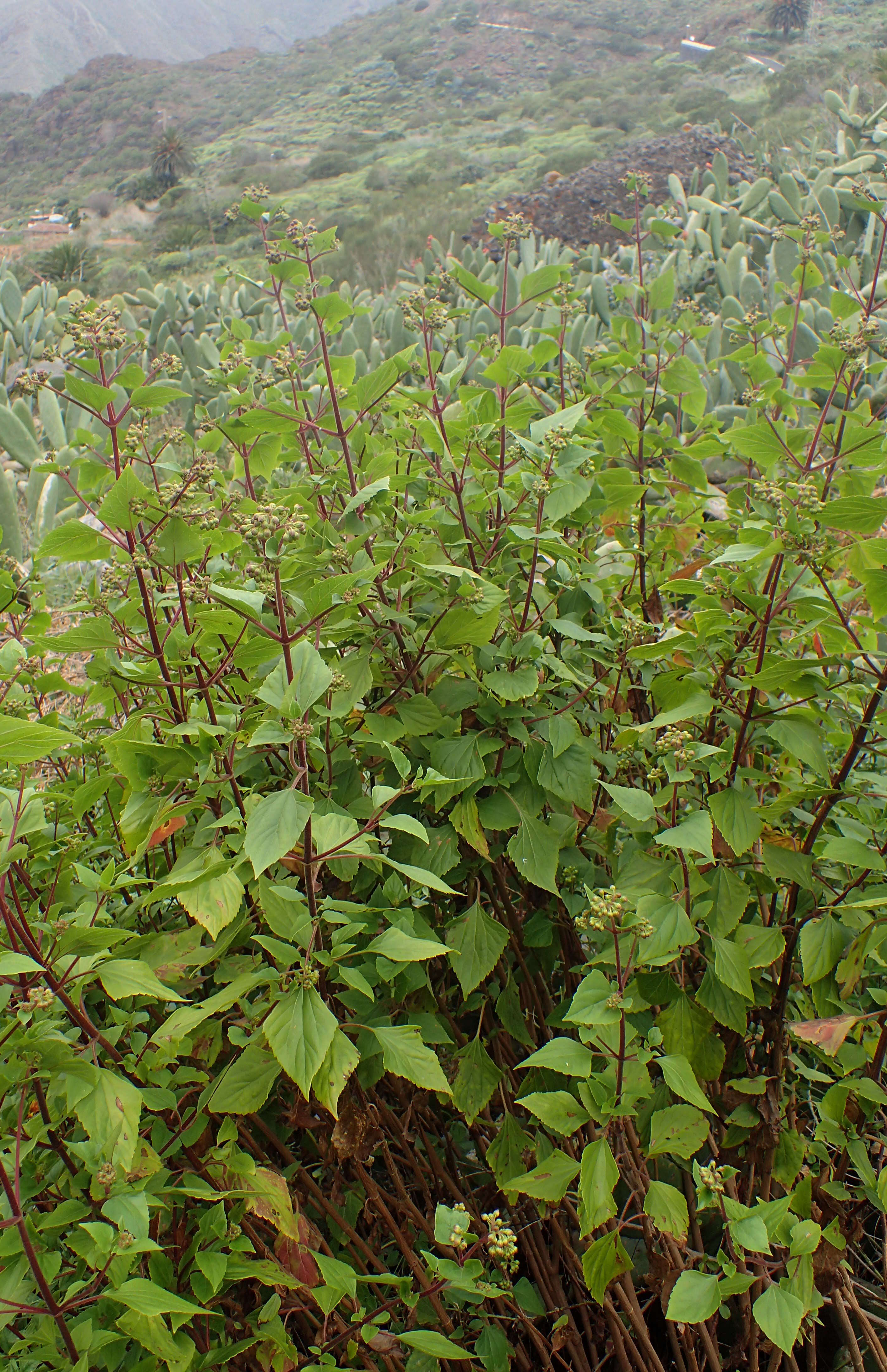 Image of sticky snakeroot