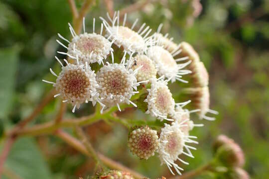 صورة Ageratina adenophora (Spreng.) R. King & H. Rob.