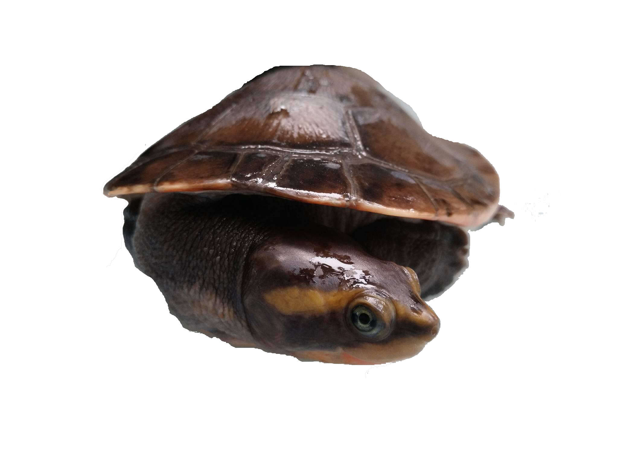 Image of Jardine River Turtle