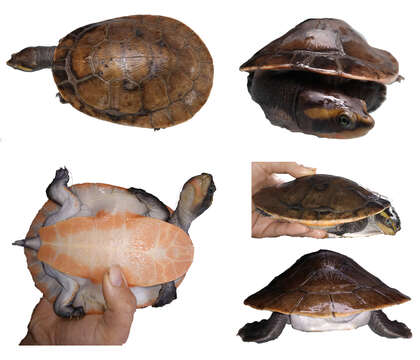 Image of Jardine River Turtle