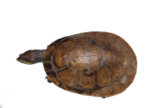 Image of Jardine River Turtle