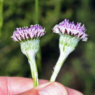 Image of Bolandia elongata (L. fil.) J. C. Manning & Cron