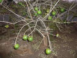 Plancia ëd Strychnos madagascariensis Poir.