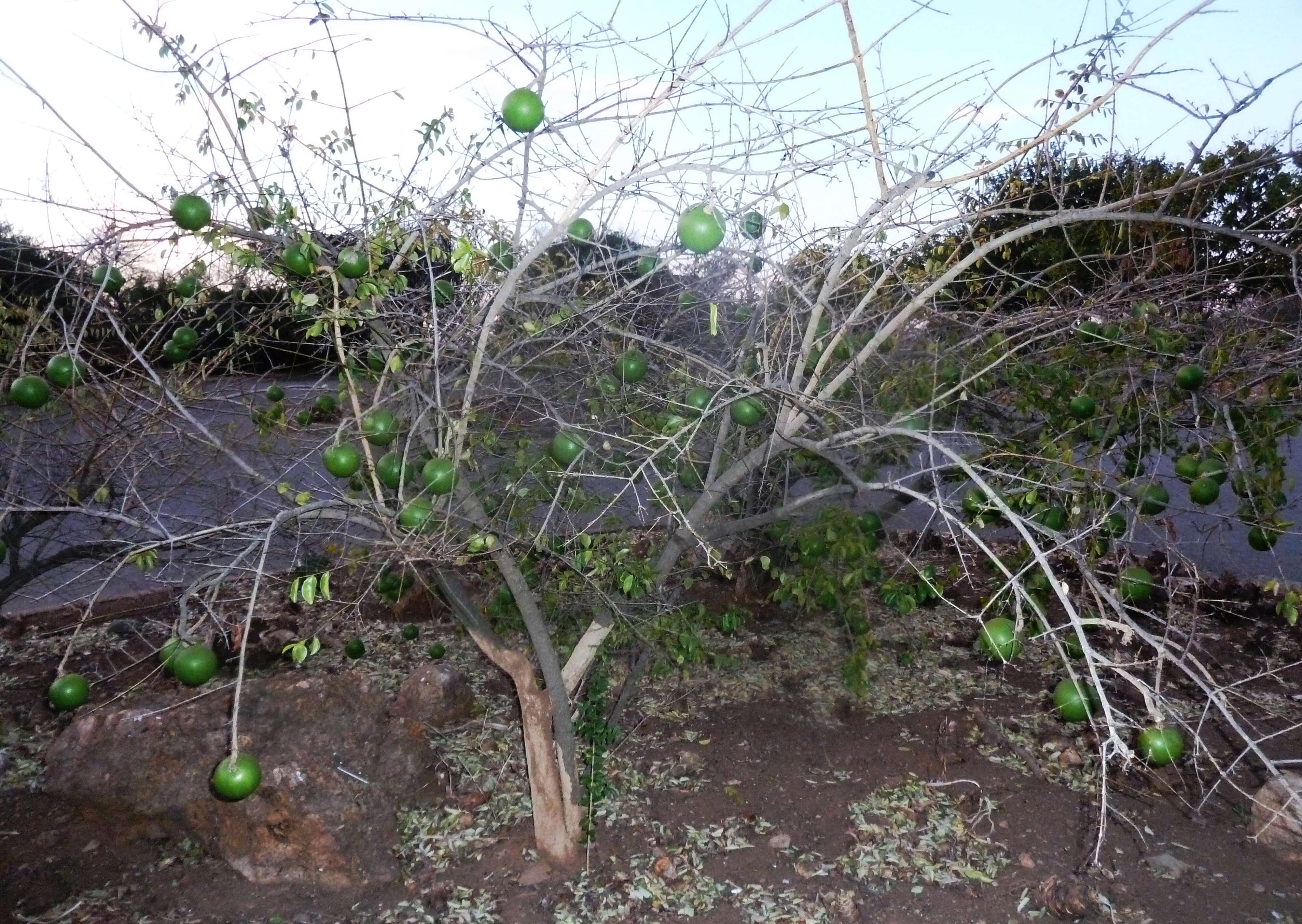 Plancia ëd Strychnos madagascariensis Poir.