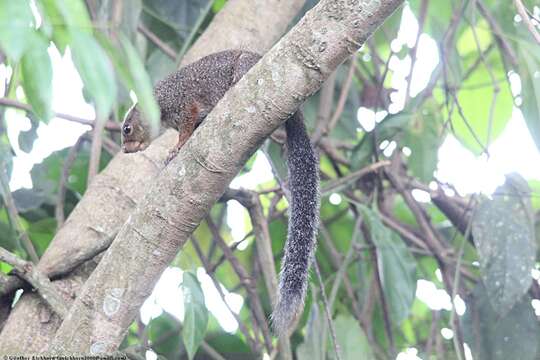 Image of Red-legged Sun Squirrel