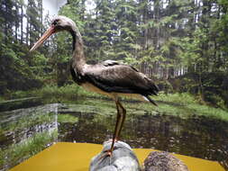 Image of Black Stork