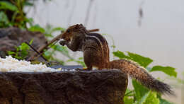 Image of Jungle Palm Squirrel