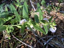 Image of sickletop lousewort