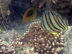 Image of Eight Banded Butterflyfish