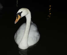 Image of Mute Swan