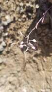 Image of Santa Cruz Island fringepod