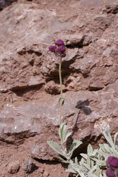 Image of Cobweb Slipper-wort